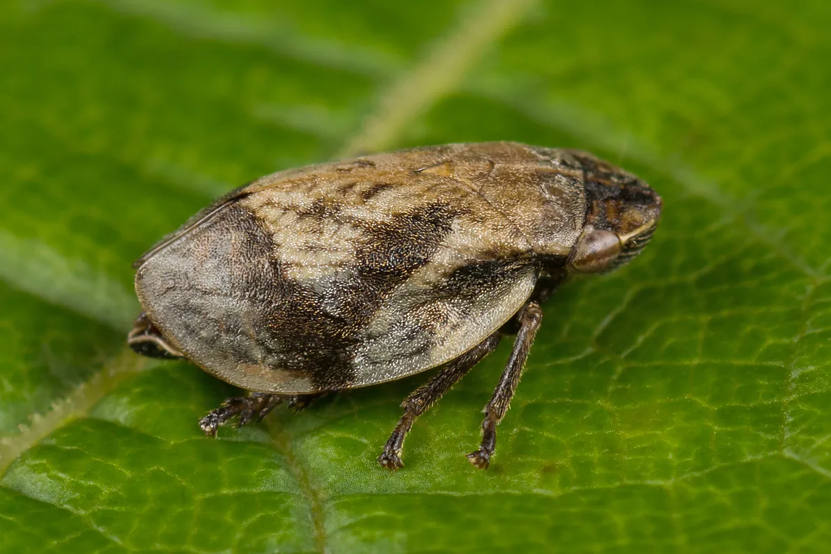 Lepyronia coleoptrata - photo 2