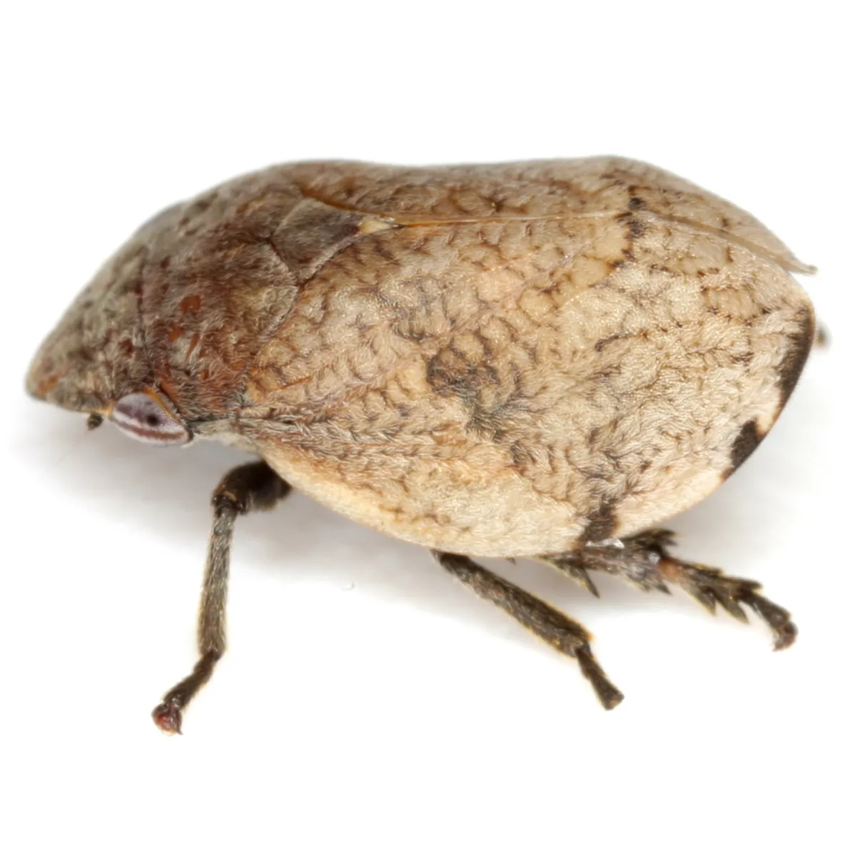 Hill-prairie Spittlebug