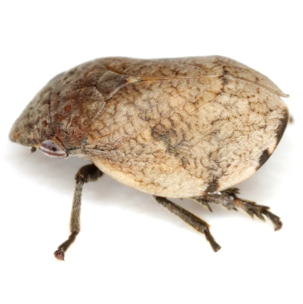 Hill-prairie Spittlebug - photo 2