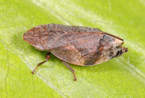 Diamondback Spittlebug