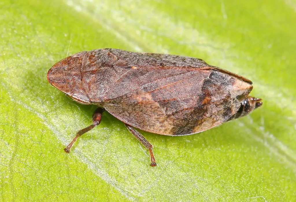 Diamondback Spittlebug - photo 3