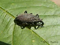 Lepyrus gemellus