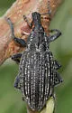 Lepyrus gemellus - photo 4