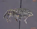Lepyrus nordenskioeldi
