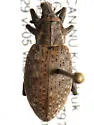 Lepyrus nordenskioeldi - photo 3