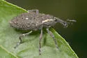 Lepyrus oregonus