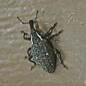 Lepyrus oregonus - photo 2