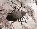 Lepyrus palustris - photo 2
