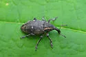 Lepyrus palustris - photo 3