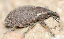 Lepyrus palustris - photo 4