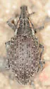 Lepyrus palustris - photo 5