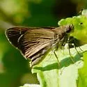 Liris Skipper - Hodges#3999 - Lerema liris