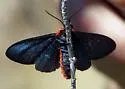 Crimson-bodied Lichen Moth - Hodges#8246 - photo 3