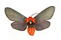 Crimson-bodied Lichen Moth - Hodges#8246 - photo 4