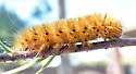 Crimson-bodied Lichen Moth - Hodges#8246 - photo 5