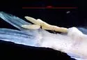 Anchor Worm - photo 2