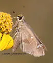 Violet-clouded Skipper - Hodges#4112