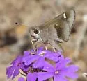 Violet-clouded Skipper - Hodges#4112 - photo 2