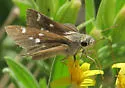 Violet-clouded Skipper - Hodges#4112 - photo 3