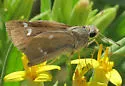 Violet-clouded Skipper - Hodges#4112 - photo 4