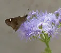 Violet-clouded Skipper - Hodges#4112 - photo 5