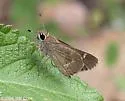 Olive-clouded Skipper - Lerodea dysaules