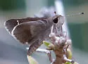 Olive-clouded Skipper - photo 2