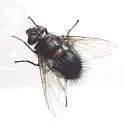 Leschenaultia exul
