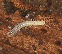 Leschius mcallisteri