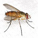 Leskia depilis