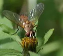 Leskia depilis - photo 3