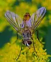 Leskia depilis - photo 5