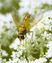 Leskia similis - photo 2