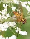 Leskia similis - photo 5