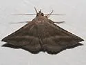 Lesmone aenaria - Hodges#8651.1