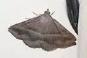 Lesmone aenaria - Hodges#8651.1 - photo 2