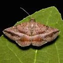 Detracted Owlet - Hodges#8651