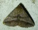 Detracted Owlet - Hodges#8651 - photo 4