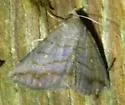 Detracted Owlet - Hodges#8651 - photo 5