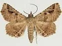 Lesmone fufius - Hodges#8652