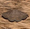 Gray-winged Owlet - Hodges#8654