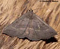 Gray-winged Owlet - Hodges#8654 - photo 2