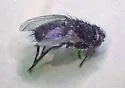 Lespesia samiae - Lespesia samiae