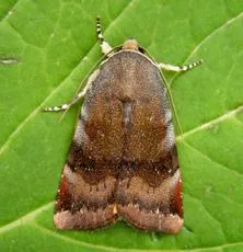Lesser Broad-bordered Yellow Underwing