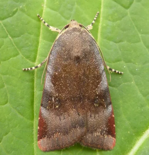 Lesser Broad-bordered Yellow Underwing - photo 2