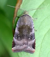 Lesser Broad-bordered Yellow Underwing - photo 3