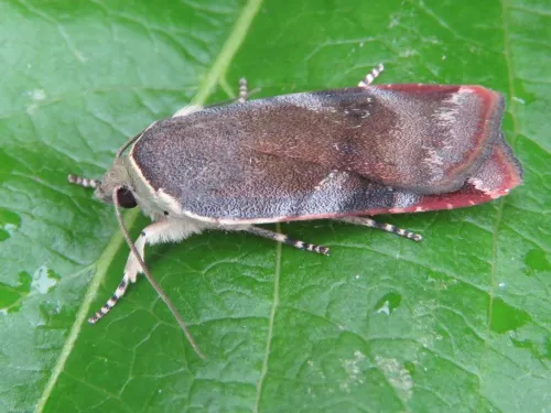 Lesser Broad-bordered Yellow Underwing - photo 4