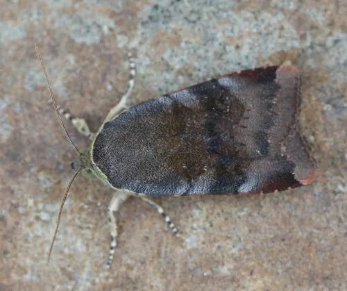 Lesser Broad-bordered Yellow Underwing - photo 5