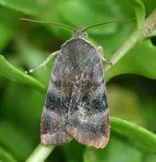 Lesser Broad-bordered Yellow Underwing - photo 6