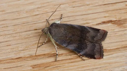 Lesser Broad-bordered Yellow Underwing - photo 7